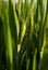 An unripe spike of wheat