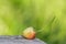 Unripe strawberry berry lies on the edge of an old wooden table in the open air. Blurred greenish yellow background