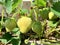 Unripe strawberry on a bush. Cultivation strawberries on a PYO farm. Growing organic healthy food concept.