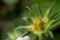 Unripe strawberry, food background