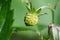 Unripe strawberry fruit