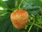 Unripe strawberry hanging at close up