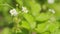 Unripe strawberry. Wild strawberry flowers. Strawberry tendrils and arrows for propagation. Close up.