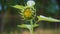 Unripe sunflower Helianthus annuus. Close-up.