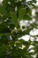 Unripe sweet chestnut fruits or castanea sativa on tree