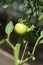 Unripe tomato