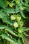 Unripe tomatoes