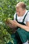 Unripe tomatoes in a garden