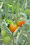 Unripe tomatoes in greenhouse