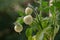 Unripe tomatoes grow outside the apartment window on the sixth floor of a multi-storey building.