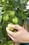 Unripe tomatoes growing in a greenhouse