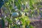 Unripe tomatoes during watering with splashes of water in the sun beams