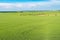 Unripe Ukrainian agricultural crops field in Sursko-Mychajlivka village  near  Dnipro city