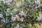 Unripe Vaccinium corymbosum, known as highbush blueberry