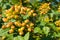 Unripe viburnum bunches