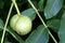 Unripe walnut fruits