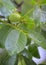 Unripe walnut and walnut tree Juglans regia