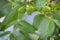 Unripe walnut and walnut tree Juglans regia