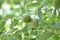 Unripe walnuts (Juglans regia)