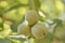 Unripe walnuts (Juglans regia)