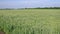 Unripe wheat field at summer windy day