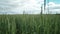 Unripe wheat stacks, green wheat field, sceno to scene