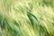 Unripe wheat (wheat field) - Unripe field of agricultural crops