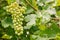 Unripe white grapes growing on vine