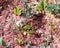 Unripe wild cramberries growing in bog macro, shallow DOF, selective focus