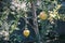 Unripe wild pomegranates hanging on branches