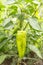 Unripe yellow bell pepper growing on bush in the garden