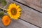 Unripe yellow and orange sunflowers.