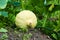 Unripe yellow pumpkin on a bush in the garden