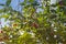 Unripe yellow and red cherries ripen on the tree in summer  shallow depth of field  green leafs on background. Beautiful sunny day