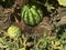 Unripe young watermelon plants in vegetable garden