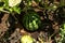 Unripe young watermelon plants in vegetable garden