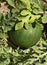 Unripe young watermelon plants in vegetable garden