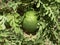 Unripe young watermelon plants in vegetable garden