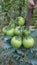 Unriped green tomatoes hanging on the mother plant in the vegetables garden