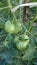 Unriped green tomatoes hanging on the mother plant in the vegetables garden