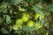 Unripened green tomatoes harvesting in the farm