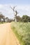 Unsealed Dirt Road, Dead Tree, Fleurieu Peninsula, SA