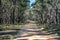 Unsealed road through the Lerderderg State Park, Victoria, Australia