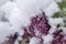 Unseasonable spring snowfall covering lilac buds