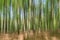 Unseen reality: Blurred view of young beech trees in spring