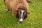 Unshorn brown sheep against the background of bright juicy green grass