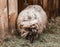 Unshorn Sheep Eating Hay