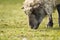 unshorn sheep in a spring meadow. beautiful natural sheep close-up raised on a farm in a village