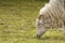 unshorn sheep in a spring meadow. beautiful natural sheep close-up raised on a farm in a village