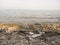 Unsorted garbage on dirty pebble seaside ground with dry palm leaves, dry grass, white plastic bottle and other junk front